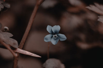 Close-up of white flowering plant