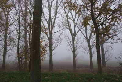 Trees on field in forest