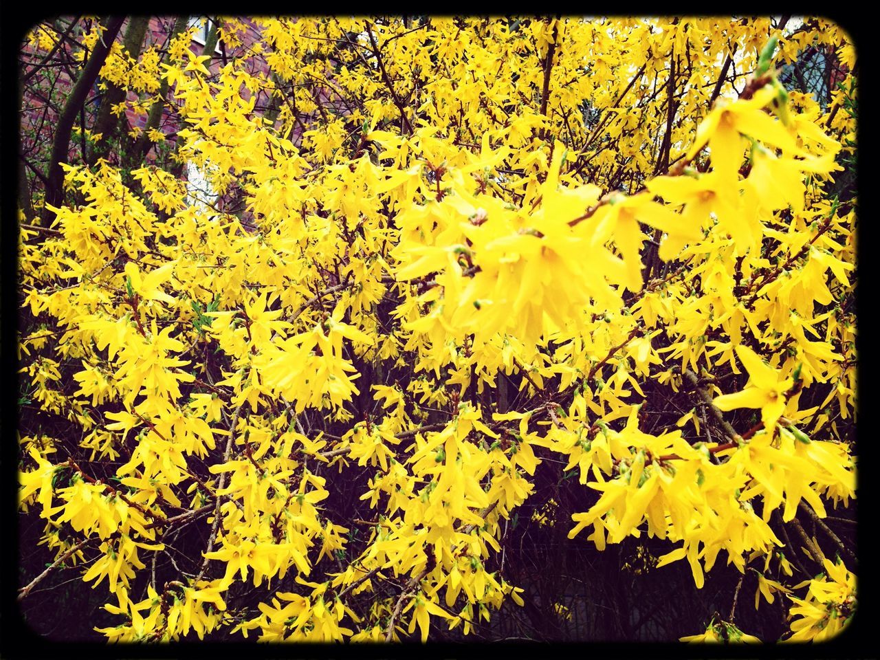 transfer print, flower, yellow, auto post production filter, growth, petal, fragility, freshness, beauty in nature, nature, plant, flower head, blooming, high angle view, leaf, close-up, in bloom, outdoors, day, blossom