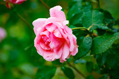 Close-up of pink flower blooming outdoors