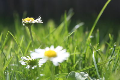 Close-up of white daisy flowers on field