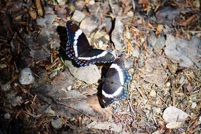 High angle view of butterfly on field
