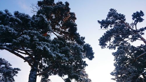 Low angle view of silhouette tree against clear sky