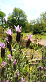 Close-up of pink flowering plants on field