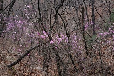 Full frame shot of pink flowers