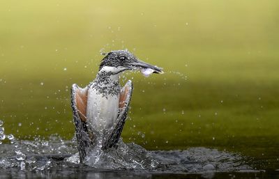 Close-up of crested kingfisher fishing in lake