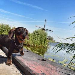 Dog looking at camera