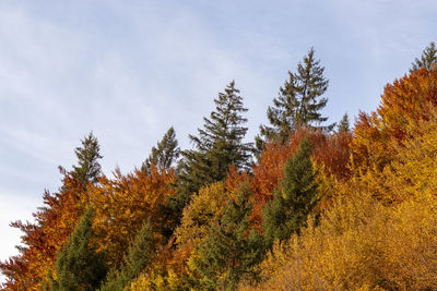 Low angle view of trees against sky during autumn