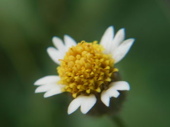Close-up of yellow flower blooming outdoors