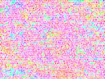 Full frame shot of multi colored flowers