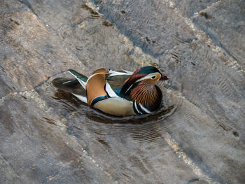 High angle view of duck swimming on lake