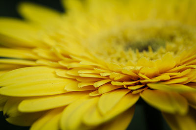 Close-up of yellow flower