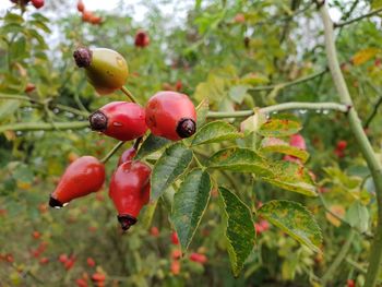 Close-up of red berries growing on tree