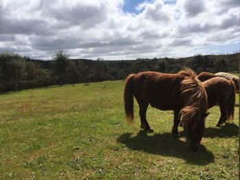 Cows grazing on field against sky