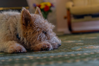 Close-up of a dog resting