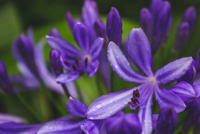 Close-up of wet purple flowering plants