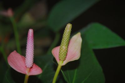 Close-up of pink flowering plant