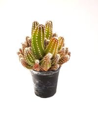 Close-up of succulent plant against white background