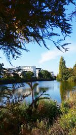 View of trees in pond