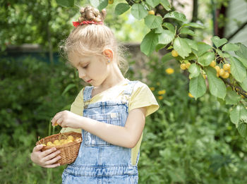 Cute little girl picks a sweet cherry from a tree in cherry garden