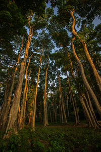 Low angle view of trees in forest