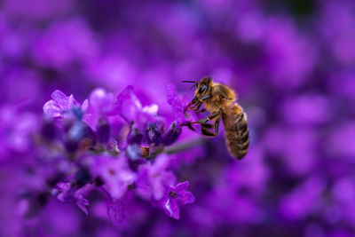 Close-up of bee pollinating on purple flower