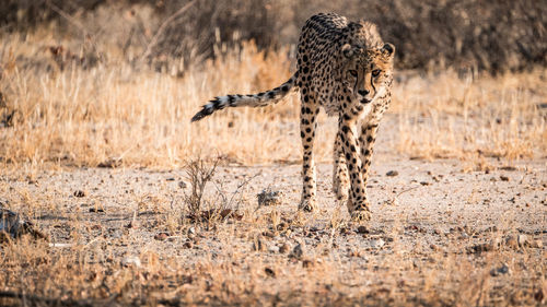 Full length of a cat running