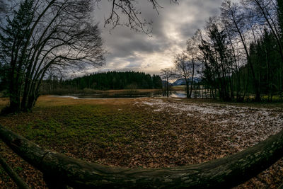 Bare trees on field against sky