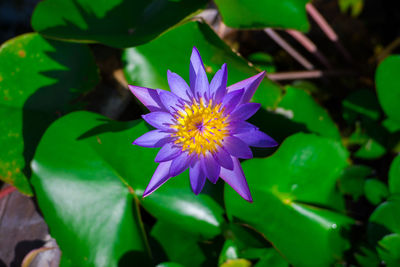 Close-up of purple flowering plant