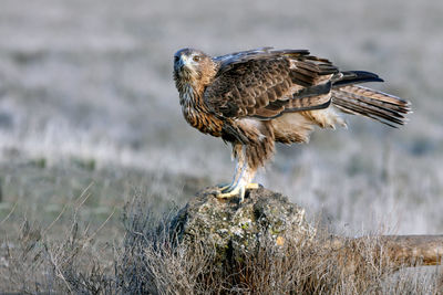 Close-up of eagle perching on a field