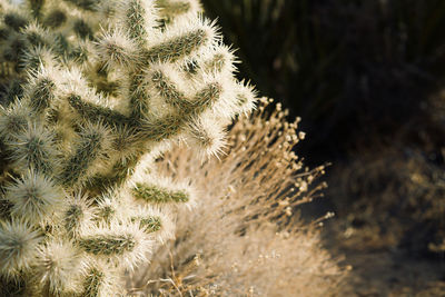 Close-up of cactus growing on field