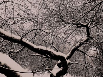 Low angle view of bare trees against sky