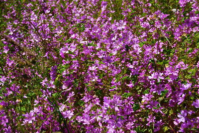Full frame shot of purple flowers