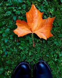 High angle view of maple leaf on water