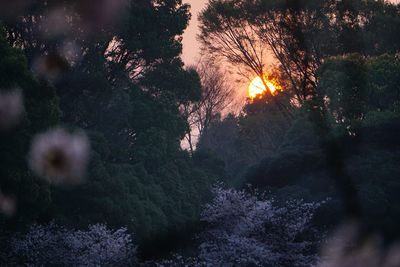 Plants against trees