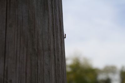Close-up of insect on tree against sky