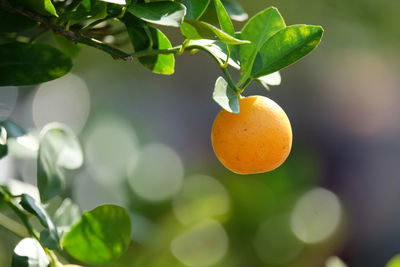 Close-up of orange growing on tree