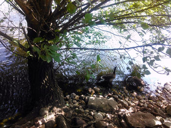 Low angle view of trees in forest