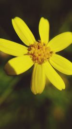 Close-up of yellow flower