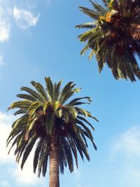 Low angle view of palm tree against sky