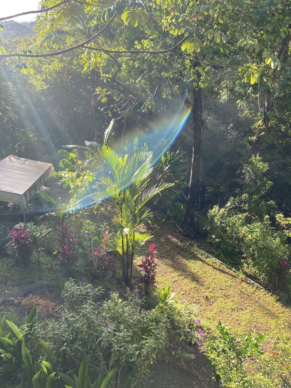 plant, nature, growth, tree, day, beauty in nature, green, sunlight, flower, no people, leaf, outdoors, high angle view, jungle, water, land