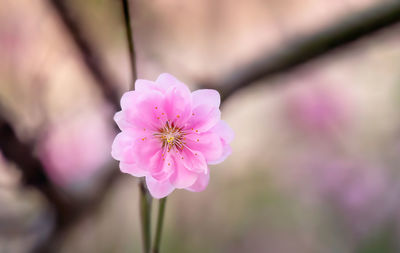 Close-up of pink flower