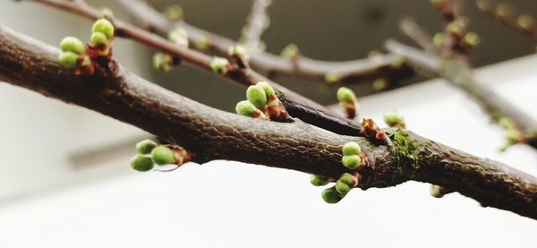 Close-up of plant growing on branch