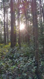 Low angle view of trees in forest