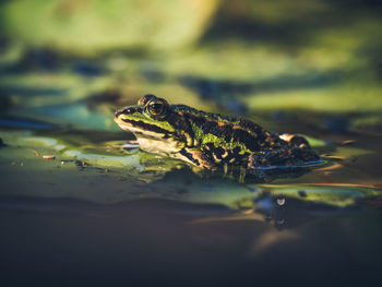 Close-up of frog in pond