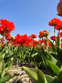 Close-up of red flowers against sky