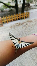 Close-up of butterfly on hand