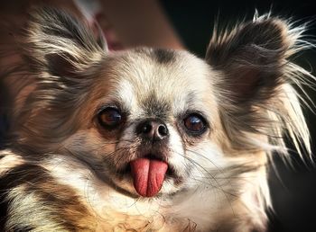 Close-up portrait of dog