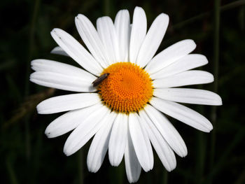 Close-up of daisy flowers