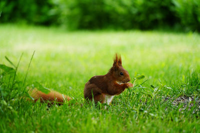 A red squirrel is sitting in a meadow and eating sunflower seeds. 